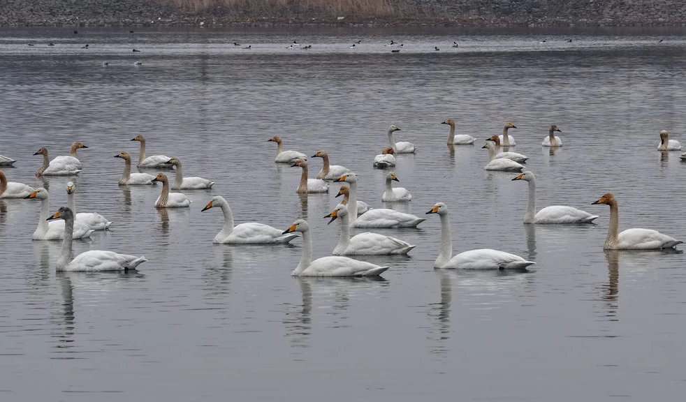 微视频丨天鹅北归舞清波